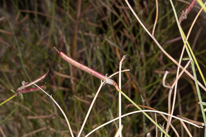Astragalus convallarius (lesser rushy milkvetch)