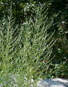 Bassia scoparia (kochia, burning bush, Mexican fireweed, summer cypress)