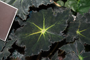 Begonia ‘Black (begonia)