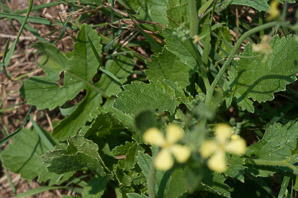 Brassica juncea (brown mustard, mustard greens, Indian mustard, Chinese mustard, kai choi)
