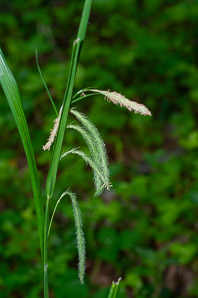 Carex crinita (drooping sedge, long-haired sedge, fringed sedge)