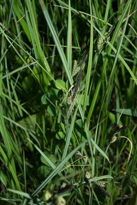 Carex nigra (black sedge, smooth black sedge)