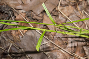 Carex vulpinoidea (common fox sedge)