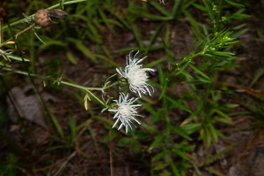 Centaurea stoebe (spotted knapweed)