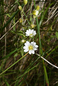 Cerastium arvense (field chickweed)