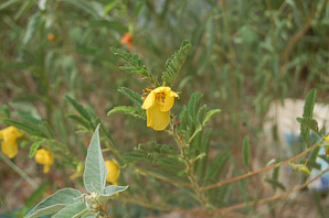 Chamaecrista fasciculata (partridge pea)