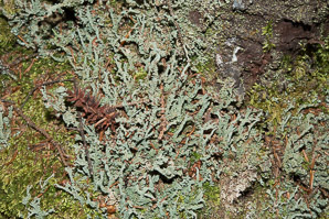 Cladonia squamosa