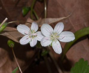 Claytonia virginica (Virginia spring-beauty)