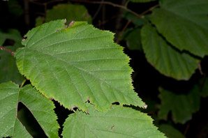 Corylus cornuta (beaked filbert)