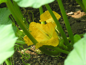 Cucurbita pepo (summer squash, pattypan squash, field pumpkin)