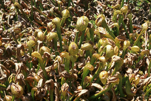 Darlingtonia californica (California pitcher plant, cobra lily)