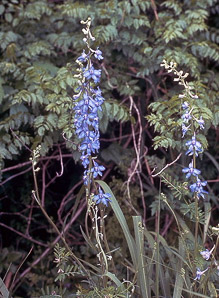 Delphinium carolinianum (Carolina larkspur)