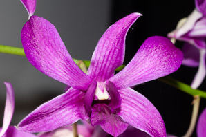 Dendrobium Sw. (orchid)