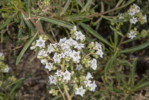 Eriodictyon californicum (yerba santa, mountain balm, bear’s weed, gum bush, gum plant, consumptive weed)