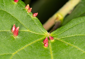 Eriophyes tiliae (red nail gall mite)