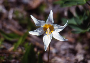 Erythronium montanum (avalanche lily, white avalanche lily)