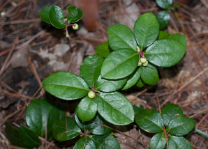 Gaultheria procumbens (creeping wintergreen, wintergreen, Eastern teaberry, checkerberry, boxberry, American wintergreen)
