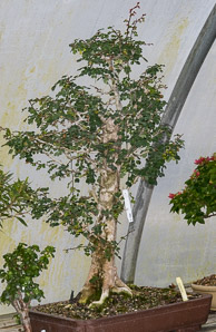 Haematoxylum campechianum (campeche, logwood, bloodwood tree)