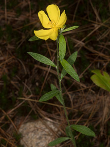 Helianthemum canadense (longbranch frostweed)