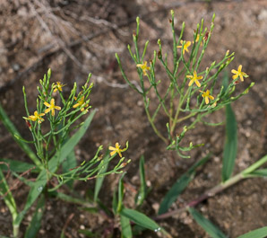 Hypericum gentianoides (pineweed, orange grass)