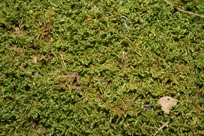 Hypnum imponens (brocade moss, feather moss)