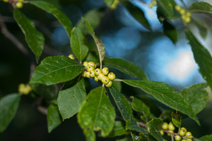 Ilex verticillata (winterberry, common winterberry)