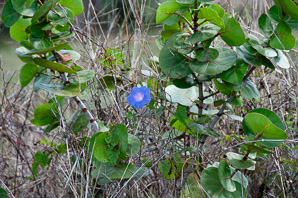 Ipomoea indica (oceanblue morning glory, blue morning glory)