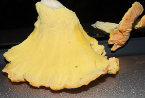 Laetiporus sulphureus (sulphur shelf, chicken of the woods, chicken mushroom, chicken fungus)