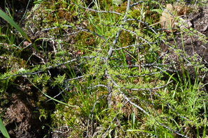 Larix laricina (larch, tamarack, American larch, hackmatack, Eastern larch, black larch, red larch, tamarack trees)