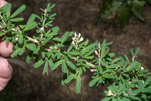 Lespedeza cuneata (silky bush clover, Chinese bush clover, Chinese lespedeza, perennial lespedeza, sericea lespedeza)