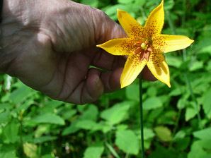 Lilium canadense (Canada lily, meadow lily)