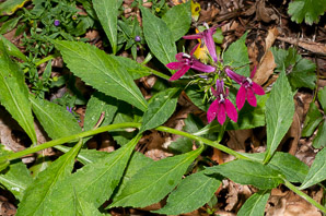 Lobelia x (cardinal flower)