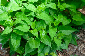 Meehania cordata (creeping mint)