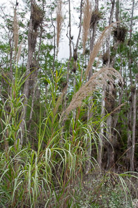 Miscanthus sinensis (Chinese silvergrass)