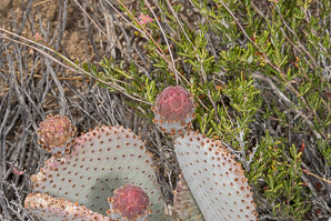 Opuntia basilaris (beavertail cactus)