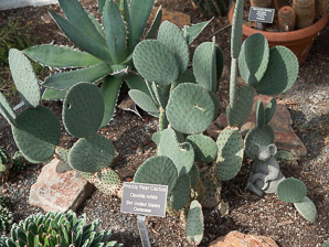 Opuntia rufida (prickly pear cactus)