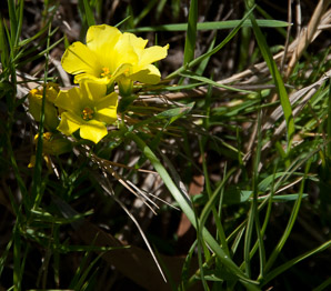 Oxalis pes-caprae (buttercup oxalis, Bermuda buttercup)