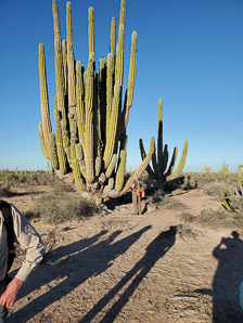 Pachycereus pringlei (cardón, cardón gigante, cardón pelón, sagueso, sahuaso, Mexican giant cardon, elephant cactus)