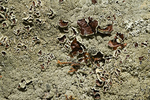 Parmelia squarrosa (bottlebrush shield lichen)