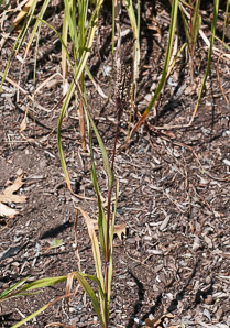 Pennisetum glaucum (ornamental millet)