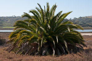 Phoenix canariensis (Canary island date palm)