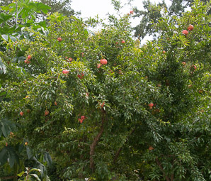 Punica granatum (pomegranate)