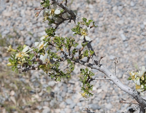 Purshia tridentata (antelope bitterbrush, bitterbrush, antelope bush)