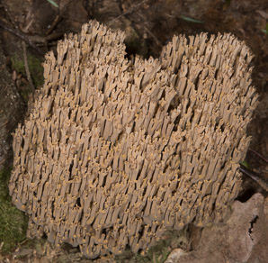 Ramaria strica (strict-branch coral)