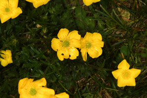 Ranunculus repens (creeping buttercup)