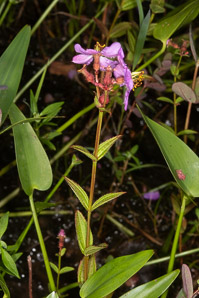 Rhexia virginica (pale meadow beauty, Virginia meadow beauty, handsome harry, wing-stem meadow-pitchers)