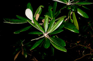 Rhododendron smirnowii (Smirnow rhododendron)