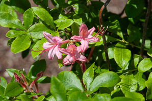 Rhododendron × (Pennsylvania rhododendron)