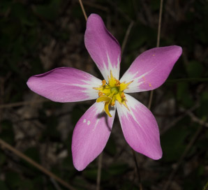 Sabatia stellaris (rose of Plymouth)