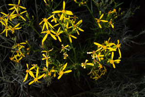 Senecio spartioides (broom-like ragwort)